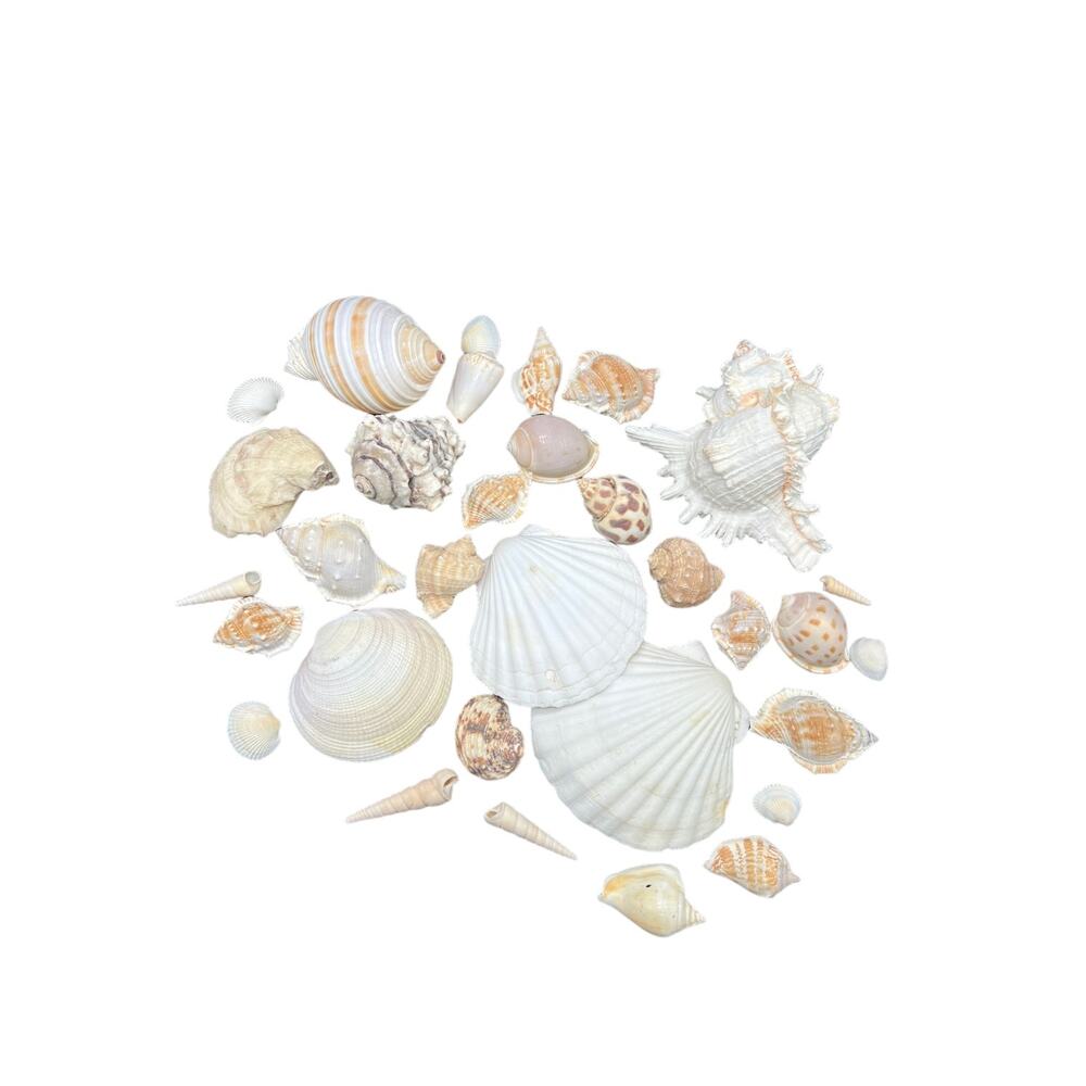Bag of Assorted Seashells Over Thirty Total Beach Decor